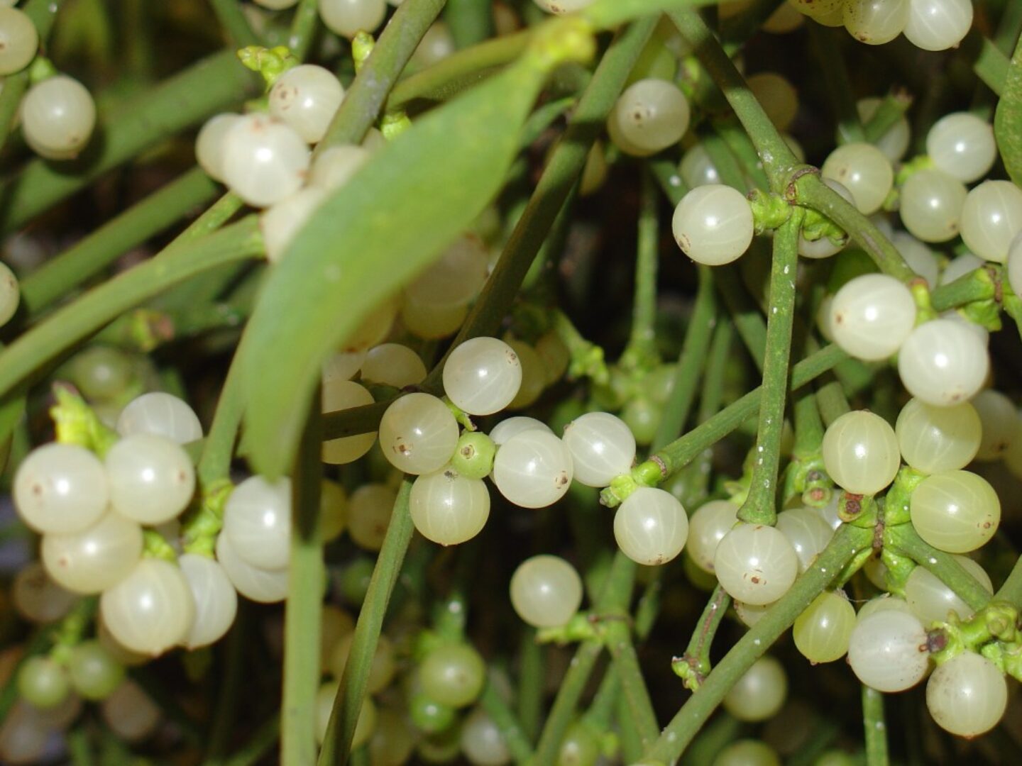 THE COMMON MISTLETOE (Viscum album L.)  Natural Herbs