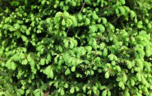 LUCFENYŐ (Picea abies)