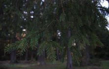 MOLIDUL (Picea abies)