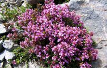 CIMBRUL DE CULTURĂ (Thymus vulgaris)