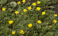COADA RACULUI (Potentilla anserina)