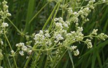 SÂNZIENELE (Galium mollugo)