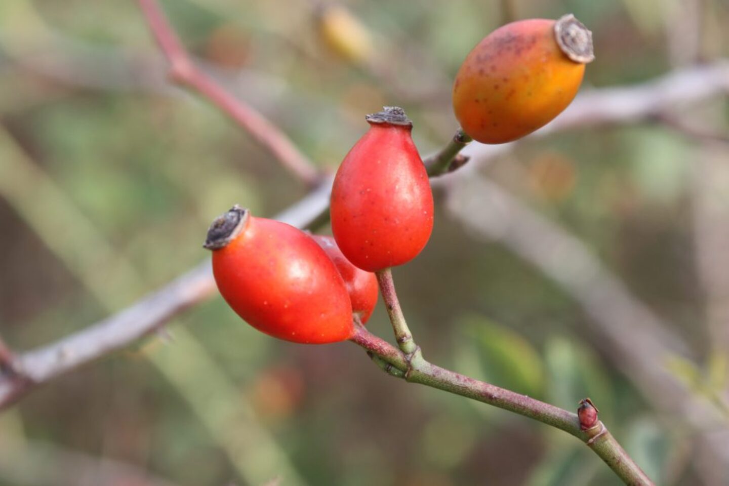 What Is The Name Of The Fruit Of The Dog Rose