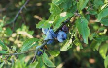 BLACKTHORN (Prunus spinosa)
