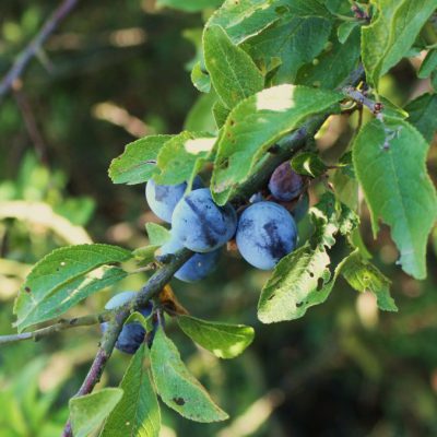 KÖKÉNY (Prunus spinosa)