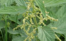 COMMON NETTLE (Urtica dioica)