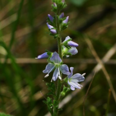 COMMON SPEEDWELL (Veronica officinalis)