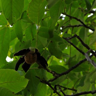 Common walnut (Juglans regia)