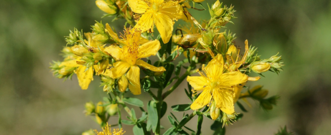 ST. JOHN’S WORT (Hypericum perforatum)