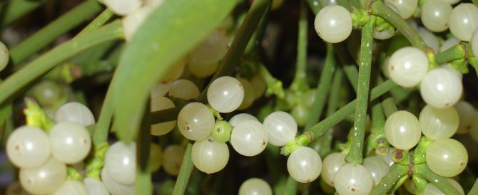 THE COMMON MISTLETOE (Viscum album L.)