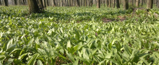 THE BEAR’S GARLIC (Allium ursinum)