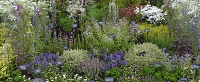 How becomes gathering of herbs profitable?