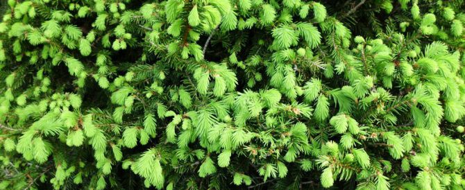 LUCFENYŐ (Picea abies)
