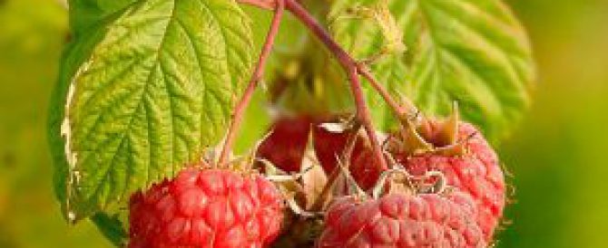 THE RASPBERRY (Rubus idaeus)