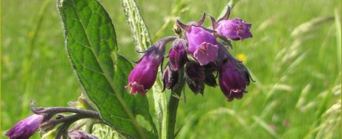 THE COMMON COMFREY  (Symphytum officinale)