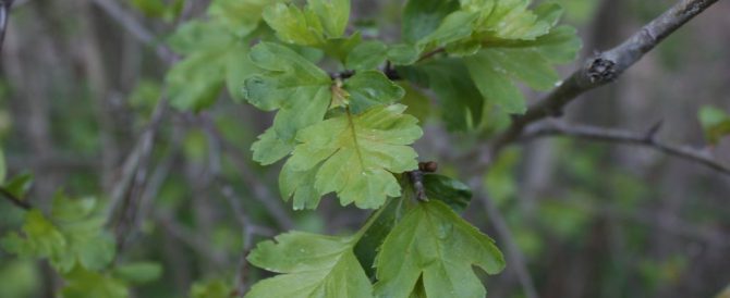 THE HAWTHORN (Crataegus monogyna)