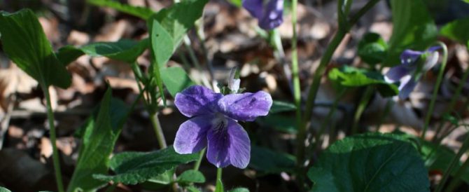 THE COMMON VIOLET (Viola odorata)