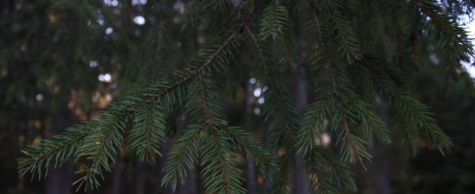 THE SPRUCE (Picea abies)