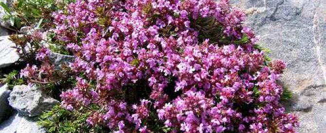 THE GARDEN THYME  (Thymus vulgaris)