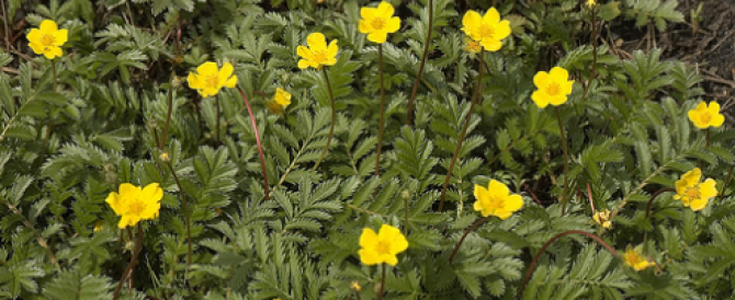 THE COMMON SILVERWEED (Potentilla anserina)