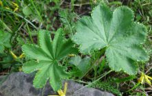 CREȚIȘOARA (Alchemilla vulgaris)