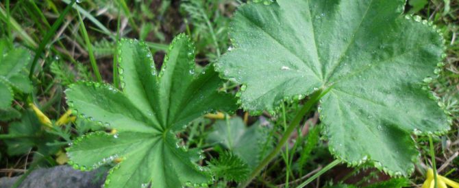 palastfu05 THE LADY’S MANTLE (Alchemilla vulgaris)