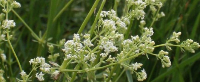 THE HEDGE BEDSTRAW (Galium mollugo)