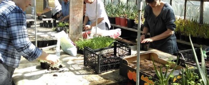 Courses on sustainable wildcrafting and processing of medicinal plants in Cluj