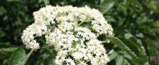 BLACK ELDER (Sambucus nigra)