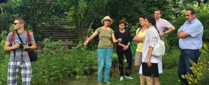 Sustainable gathering and processing of medicinal plants in Switzerland