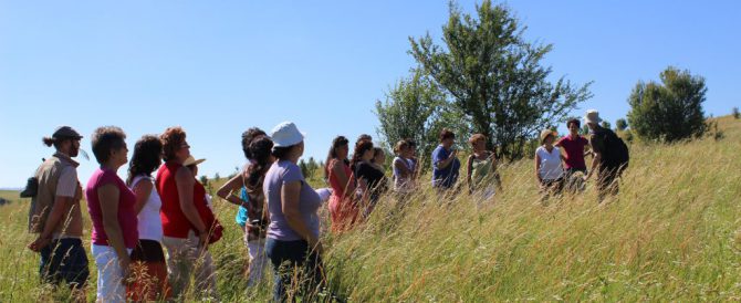 Swiss Trainers in Locodeni