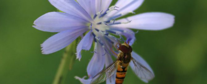 Katang_03 COMMON CHICORY (Cichorium intybus)