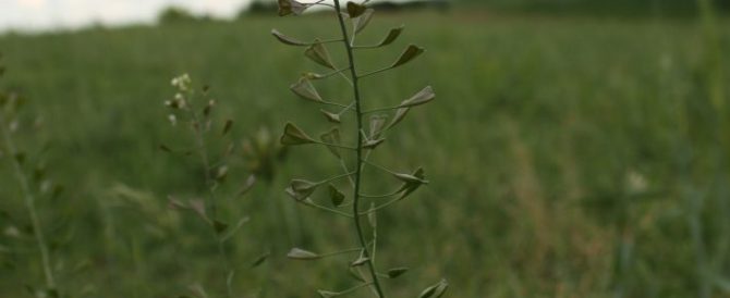 SHEPHERD’S PURSE (Capsella bursa-pastoris)