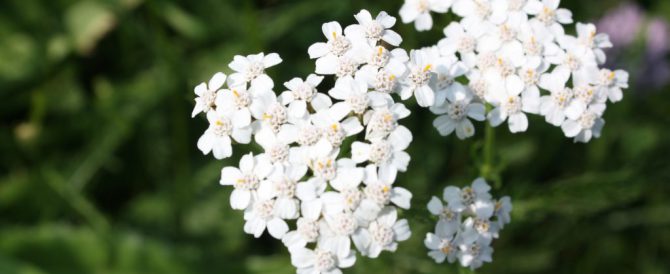 MILFOIL (Achillea millefolium)