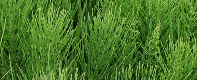 COMMON HORSETAIL (Equisetum arvense)