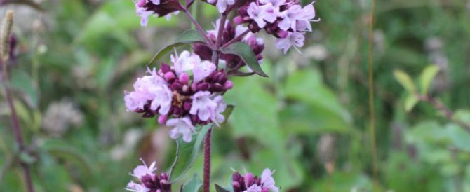 WILD MARJORAM (Origanum vulgare)