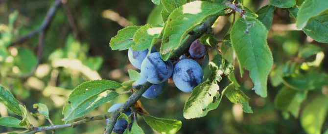 BLACKTHORN (Prunus spinosa)