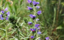 TERJŐKEKÍGYÓSZISZ (Echium vulgare)