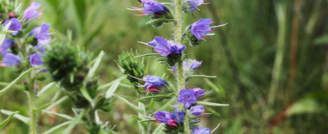 VIPER’S BUGLOSS (Echium vulgare)