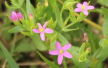 KIS EZERJÓFŰ (Centaurium erythraea)