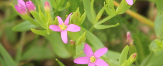 COMMON CENTAURY (Centaurium erythraea)