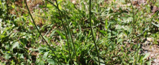 LAMB’S TONGUE (Plantago lanceolata)