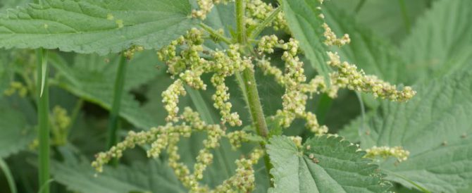 COMMON NETTLE (Urtica dioica)