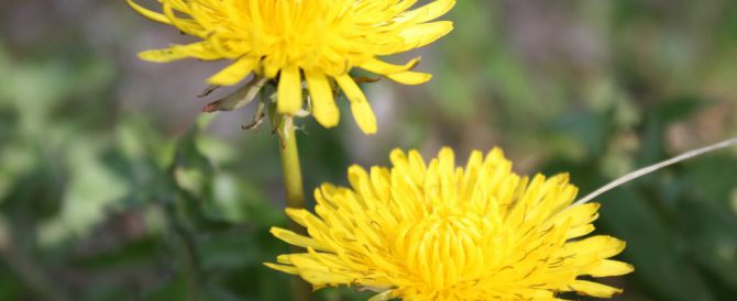 DANDELION (Taraxacum officinale)