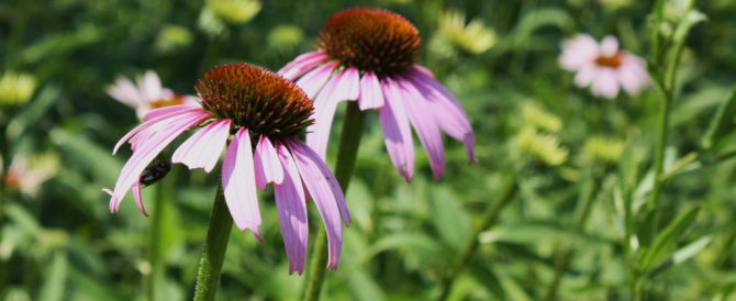 PURPLE CONEFLOWER (Echinacea purpurea)