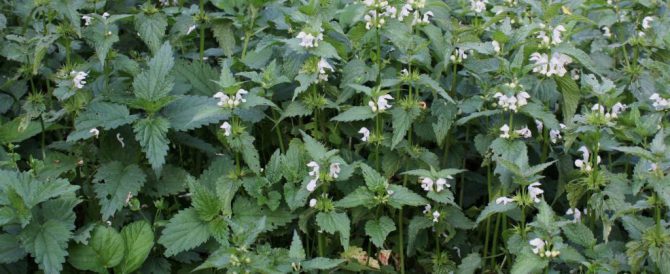 WHITE DEAD NETTLE (Lamium album)