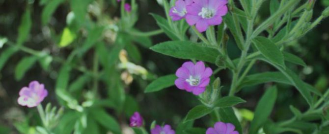 HOARY WILLOWHERB  (Epilobium parviflorum)