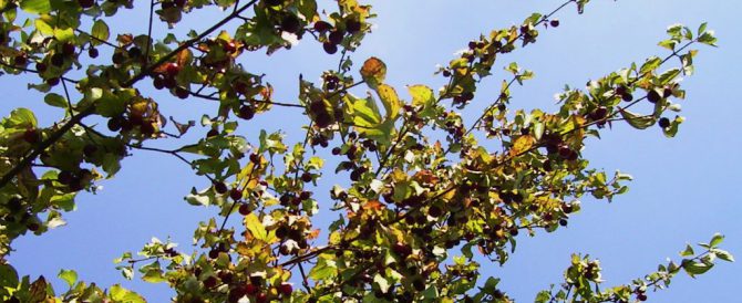 EUROPEAN CORNEL (Cornus mas)