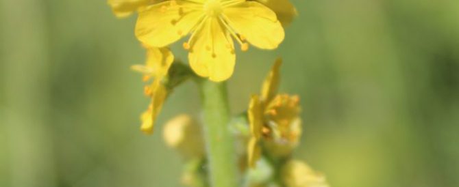 COMMON AGRIMONY (Agrimonia eupatoria)
