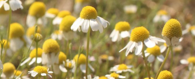 MATRICARIA CHAMOMILA (Matricaria recutita)